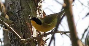 CommonYellowThroatJun350