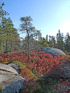 JackPine/Broom Crowberry Barrens