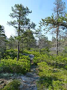 Jack Pine/Broom Crowberry