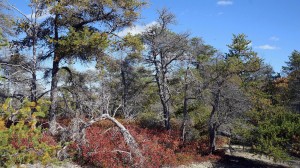 Jack Pine/Broom Crowberry Barrens on Oct 10, 2014. Photo by David P.